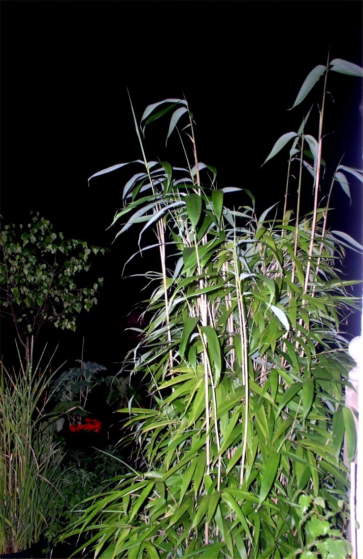 Bamboo  (Pseudosasa Japonica) 