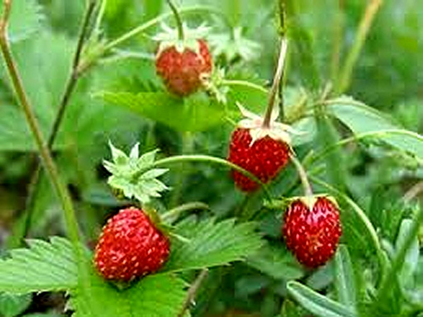 Wild Strawberry  (Fragaria Vesca) 