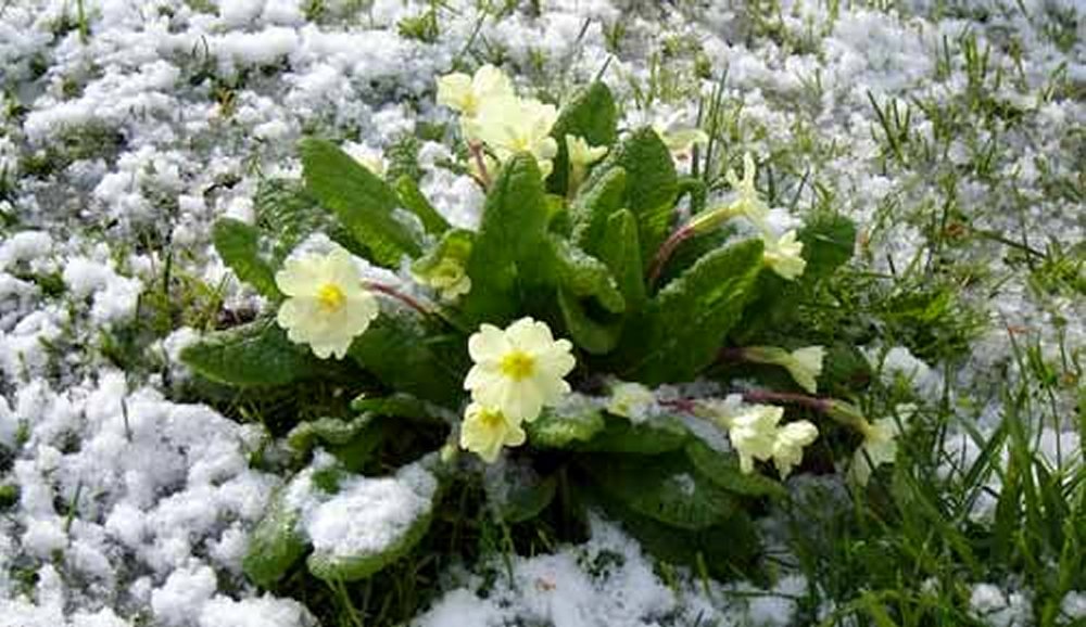 Wild Primrose  (Primula vulgaris) 