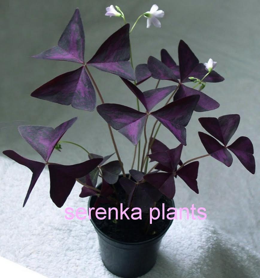 Purple shamrock  (Oxalis triangularis) 