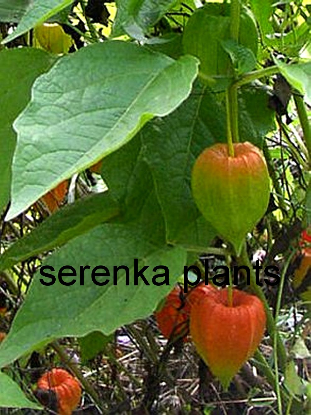 Cape Gooseberry  (Physallis Peruviana) 