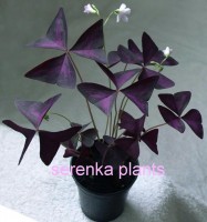 Purple shamrock (Oxalis triangularis)