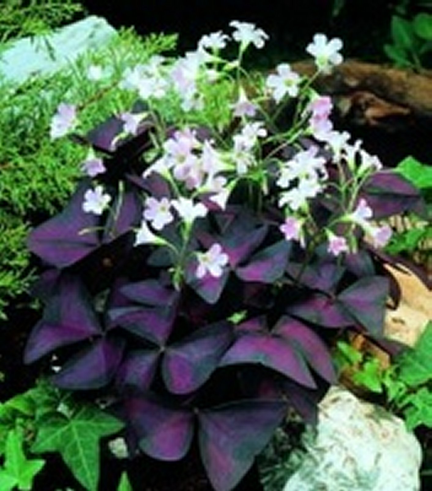 Purple shamrock  (Oxalis triangularis) 