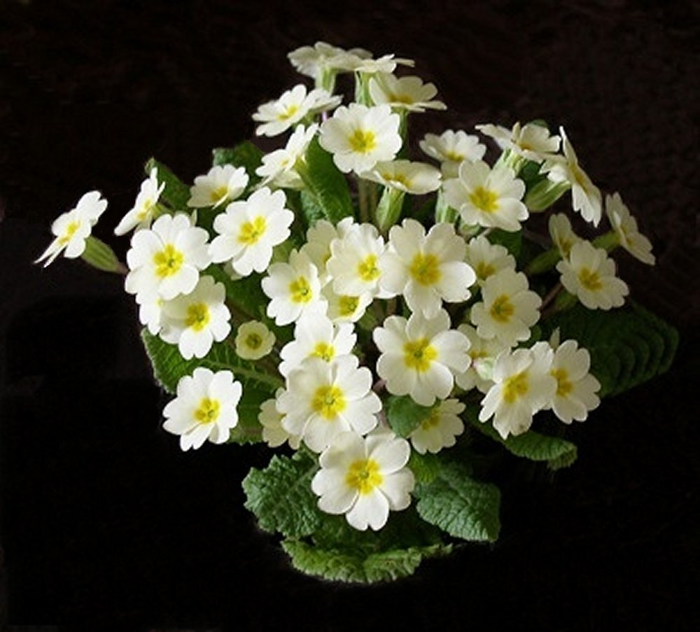 Wild Primrose  (Primula vulgaris) 