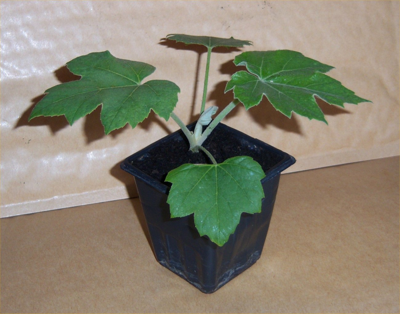 Tetrapanax  (Tetrapanax papyrifer 'Rex') 