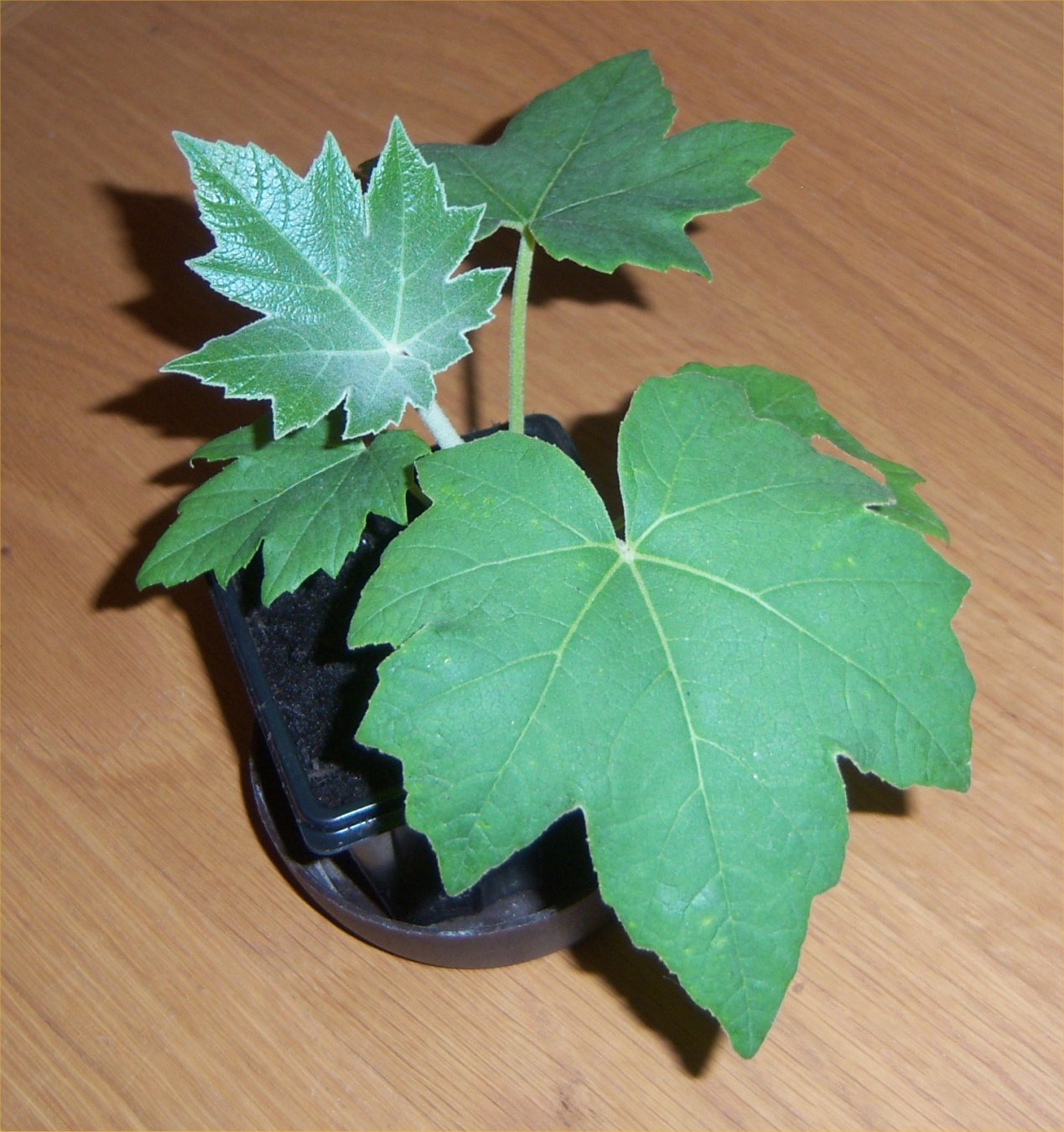 Tetrapanax  (Tetrapanax papyrifer 'Rex') 