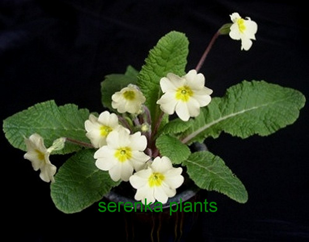 Wild Primrose  (Primula vulgaris) 