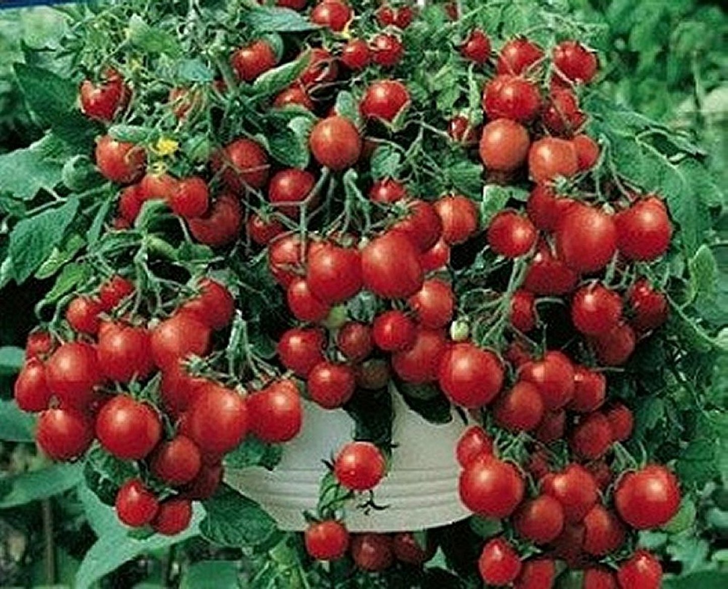 Tumbling Tom Basket Tomato 