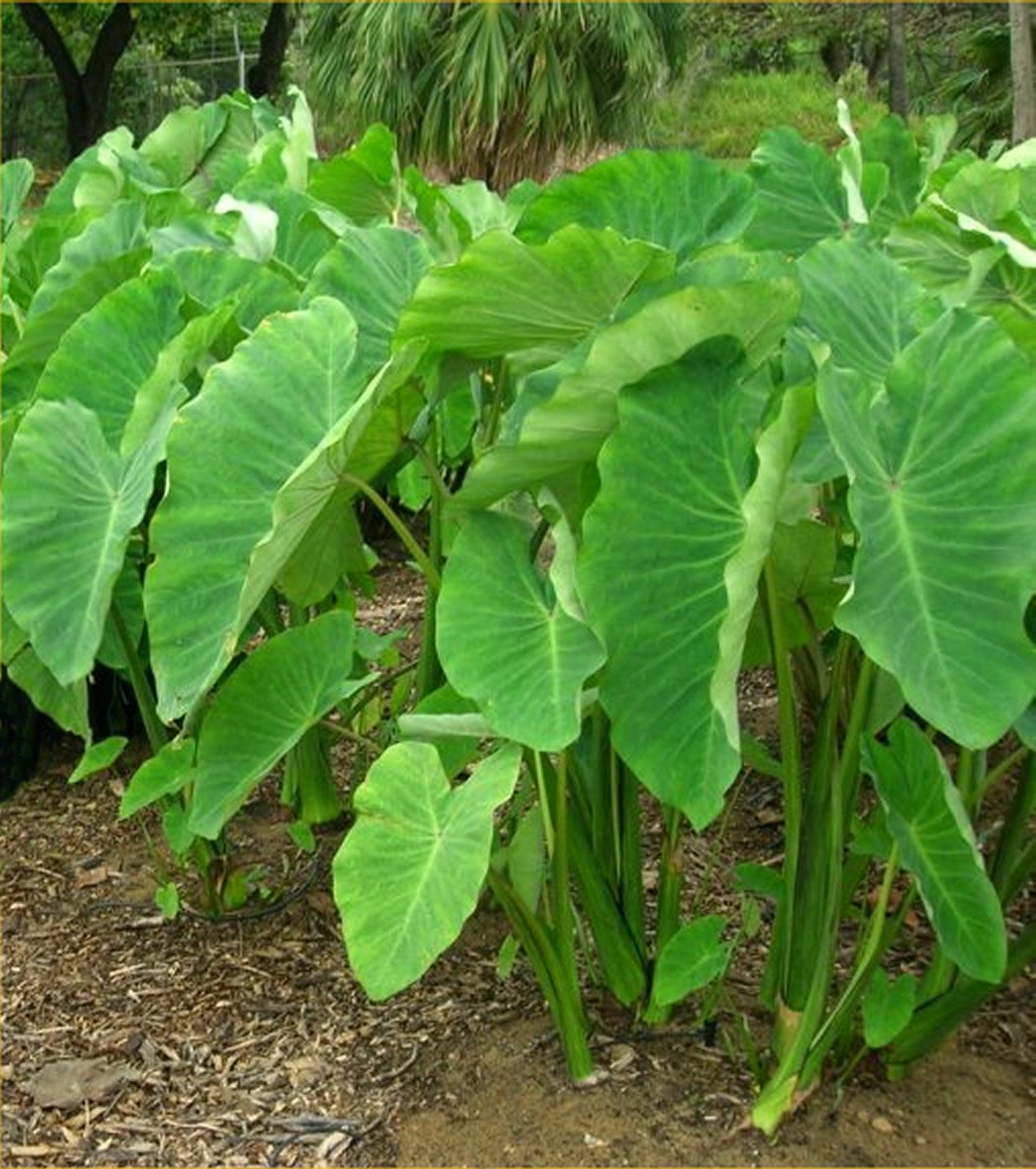 Colocasia Esculenta  (Colocasia Esculenta) 