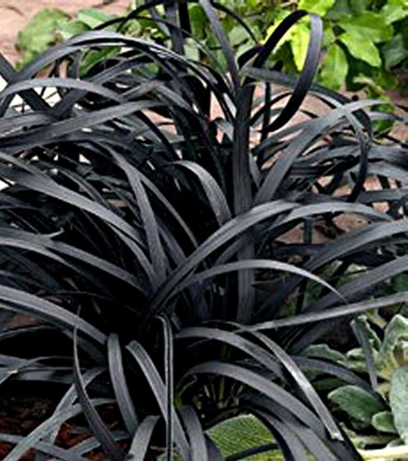 Ophiopogon  (Ophiopogon planiscapus 'Nigrescens') 