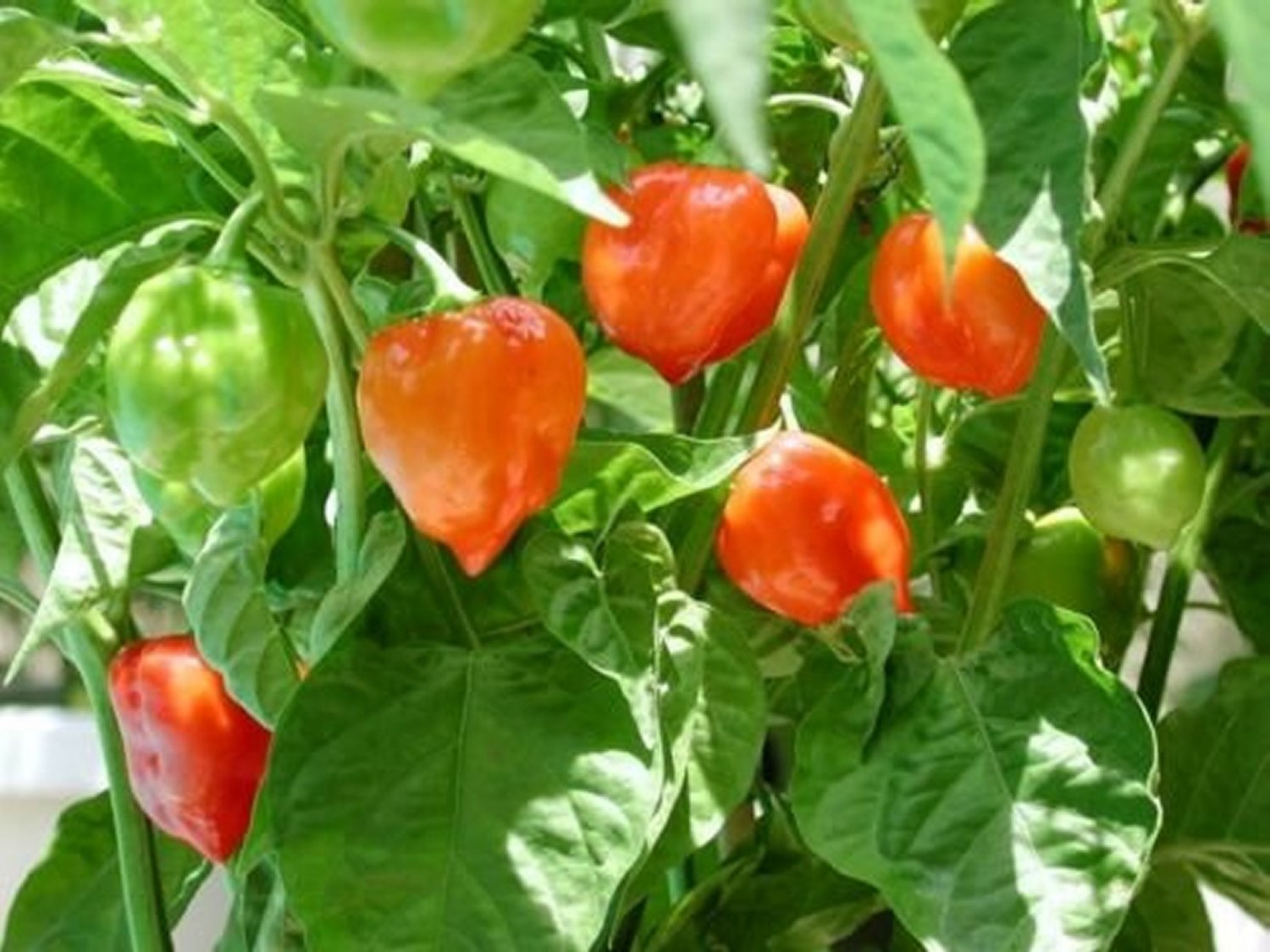 Habanero Orange  (Capsicum Chinense) 