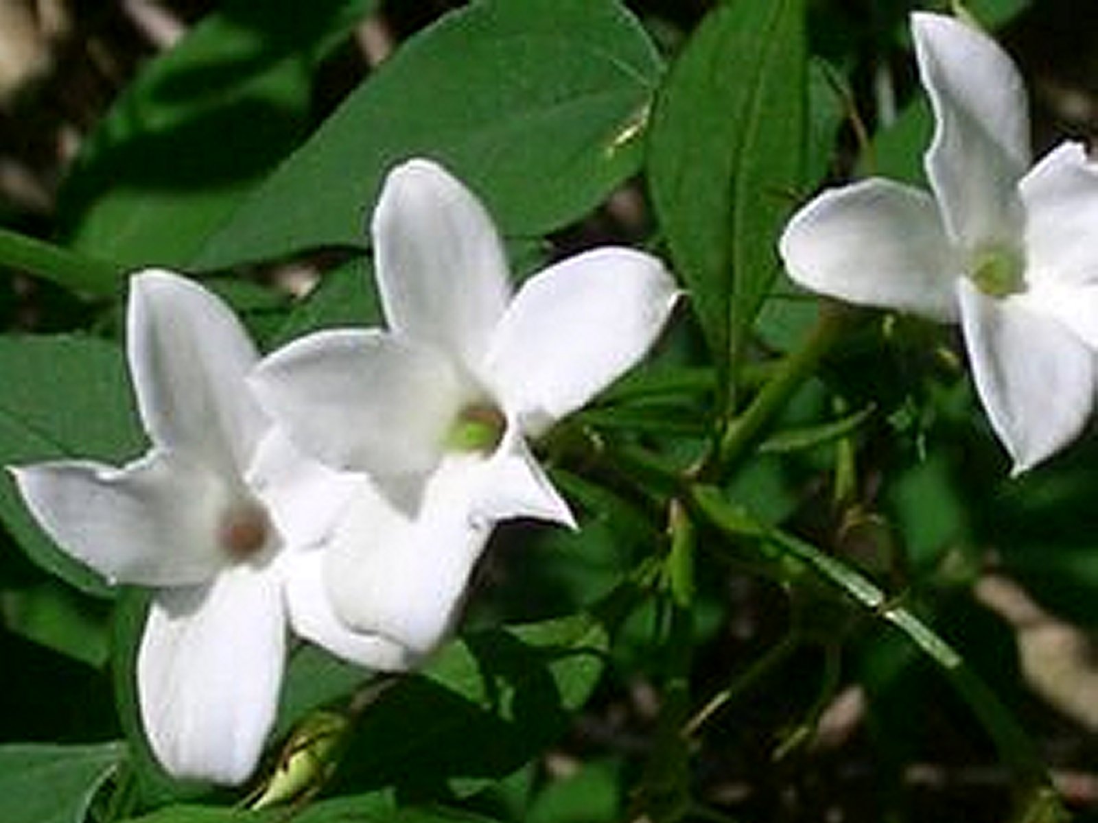 Jasmine  (Jasminum Officinale) 