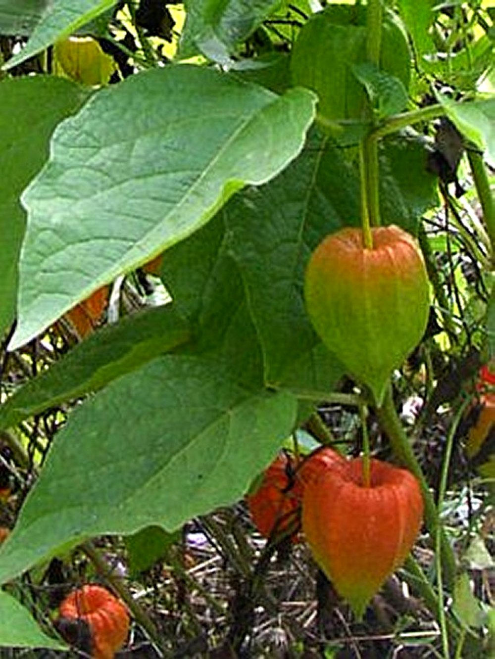 Cape Gooseberry