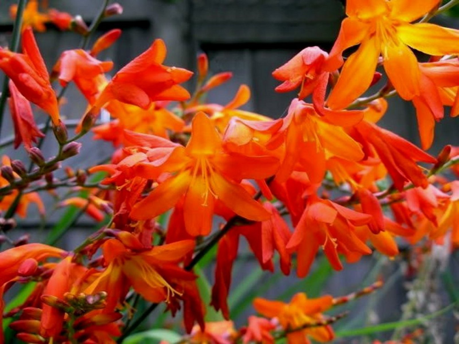 Crocosmia 'Venus'  (Crocosmia (formerly Monbretia) 'Venus') 