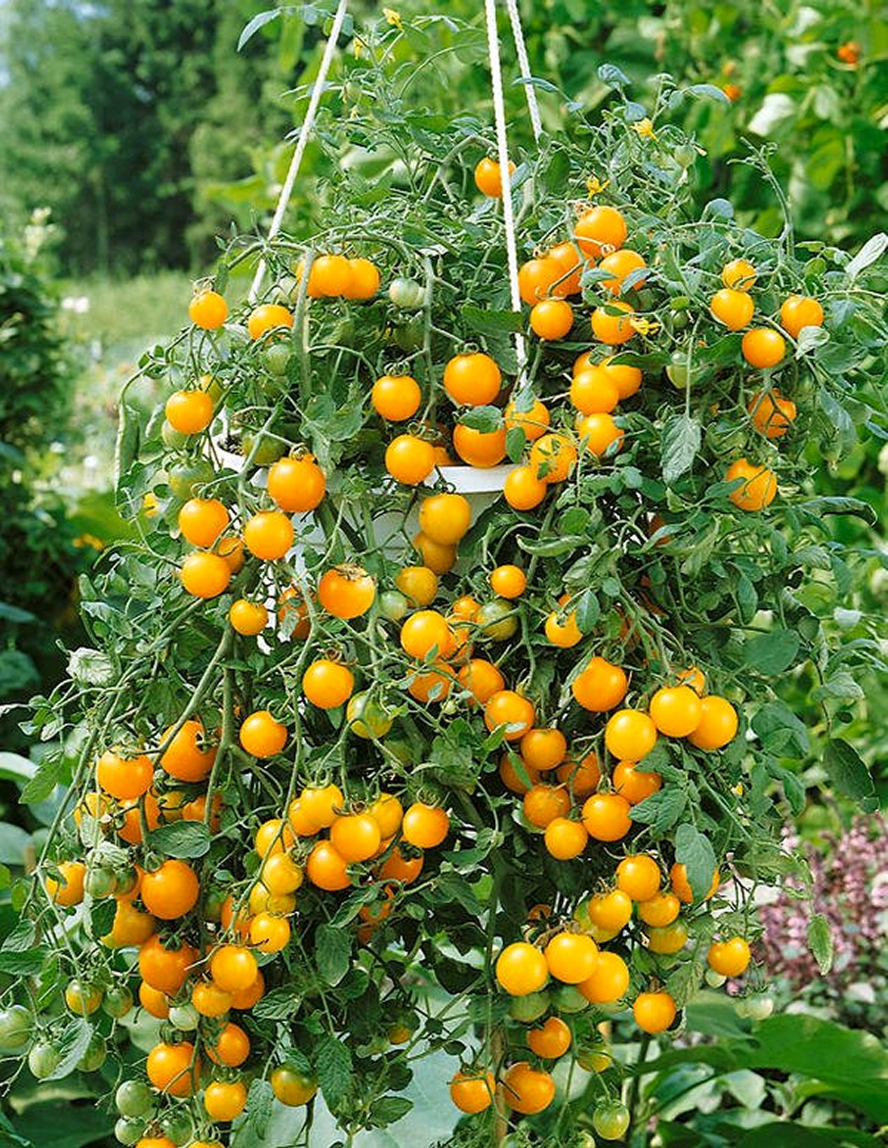 Tumbling Tom Basket Tomato