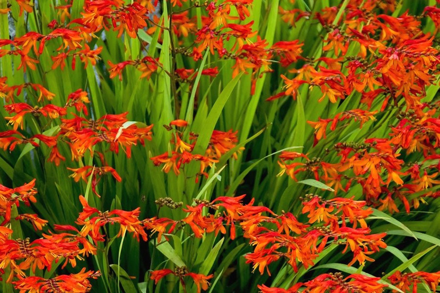 Crocosmia 'Venus'