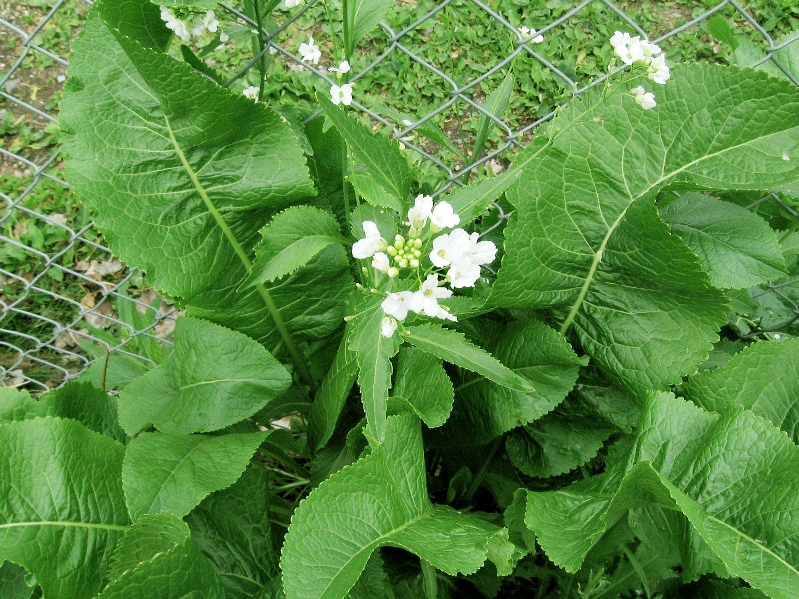 Horseradish  (Armoracia rusticana) 