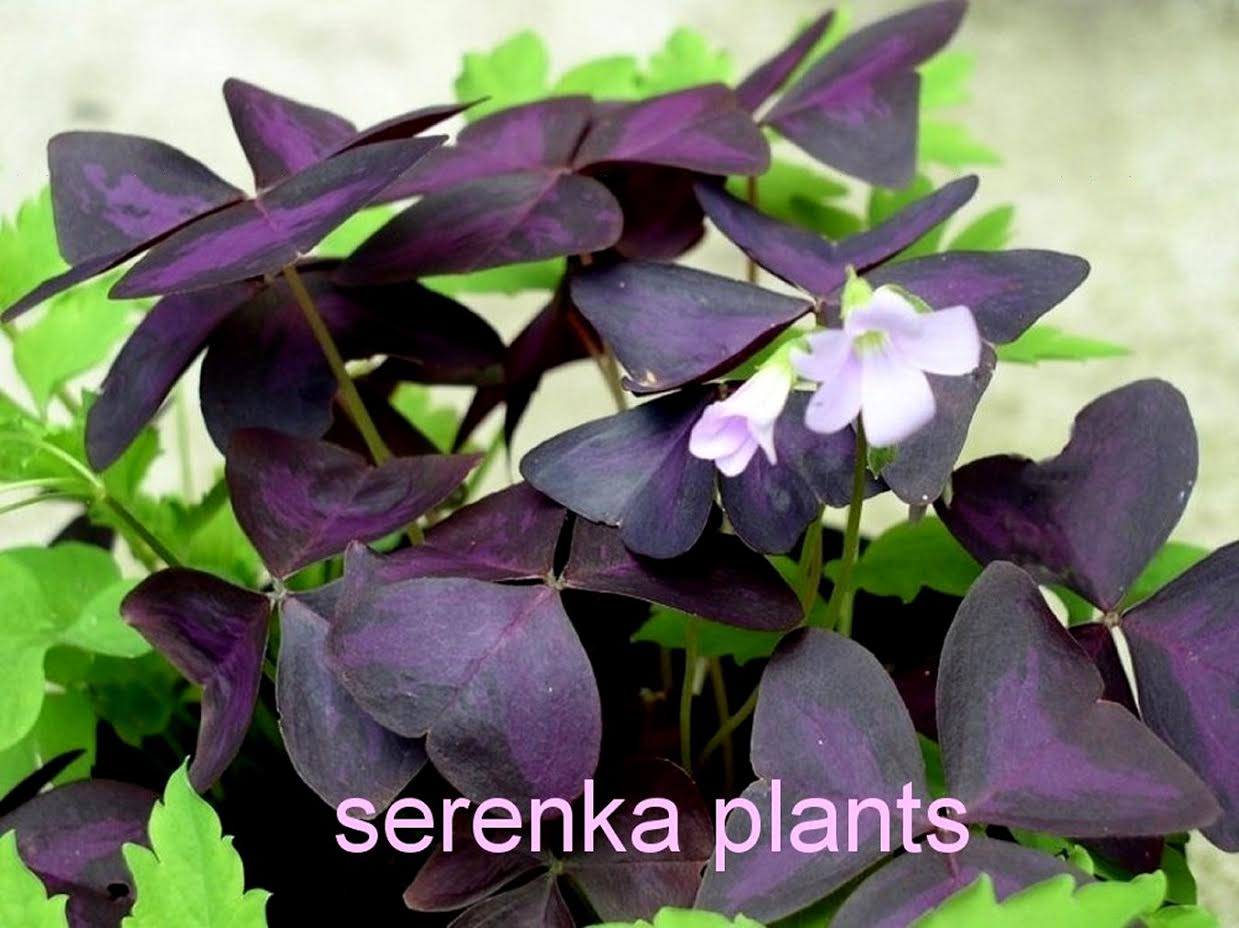 Purple shamrock  (Oxalis triangularis) 