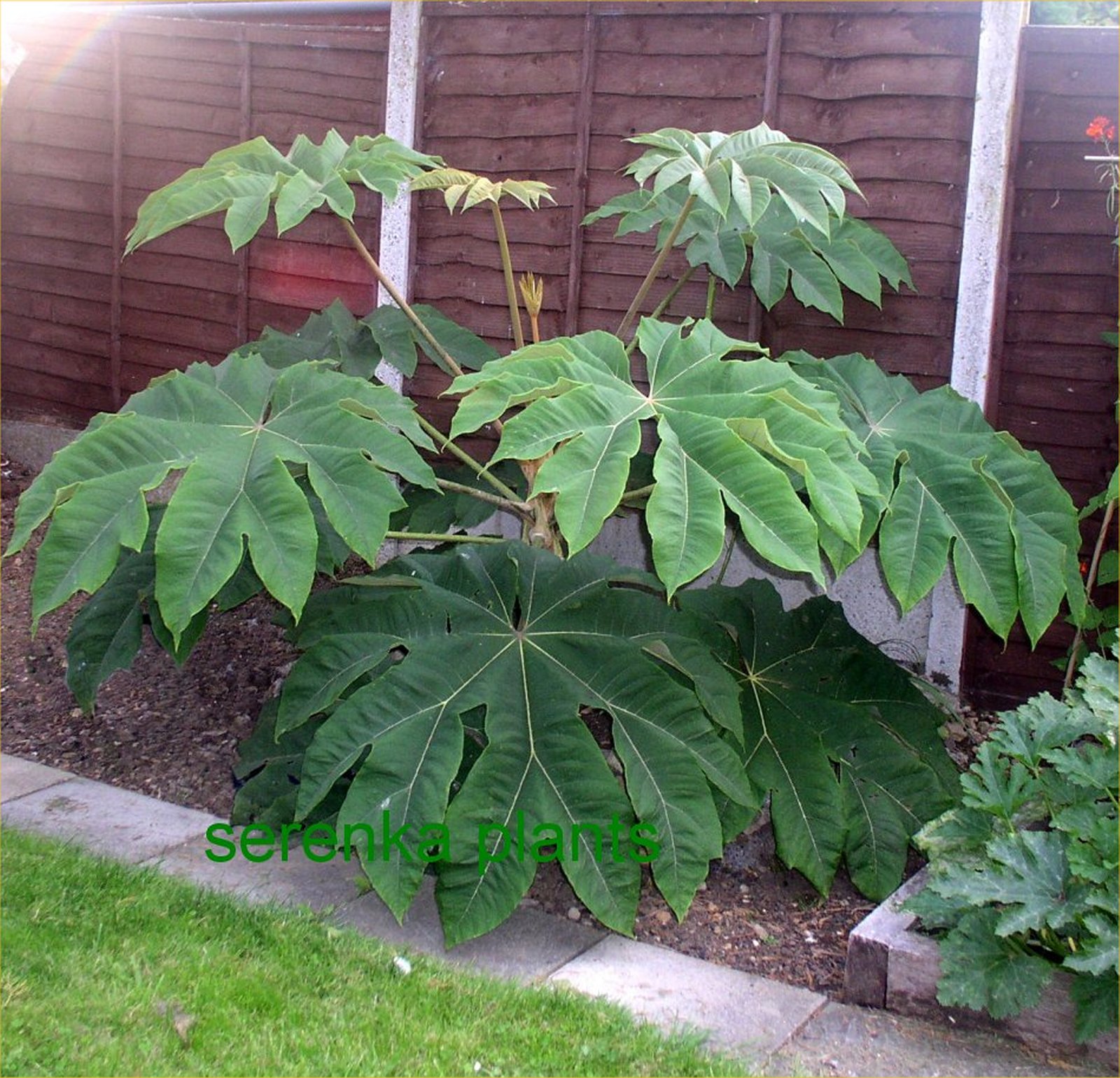 Tetrapanax  (Tetrapanax papyrifer 'Rex') 