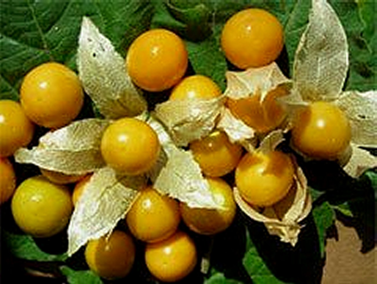 Cape Gooseberry  (Physallis Peruviana) 