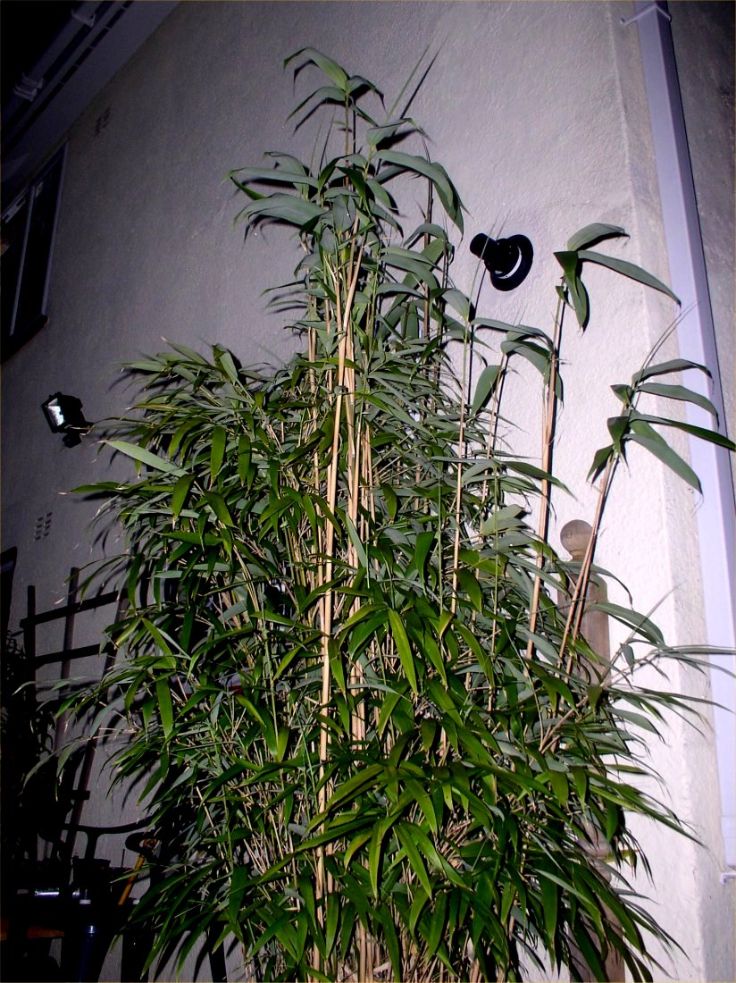 Bamboo  (Pseudosasa Japonica) 