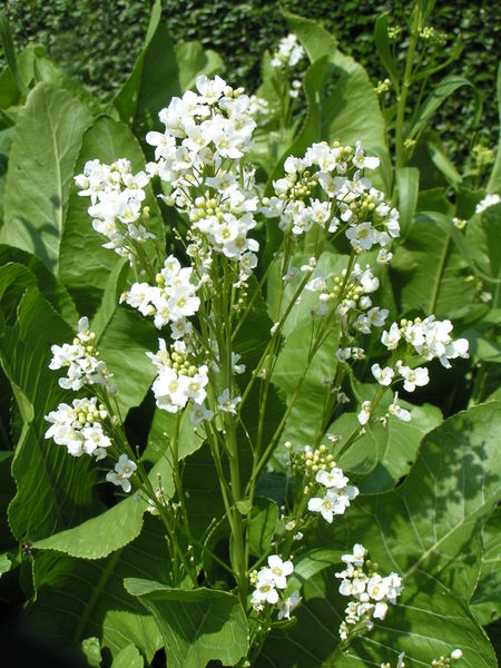 Horseradish  (Armoracia rusticana) 