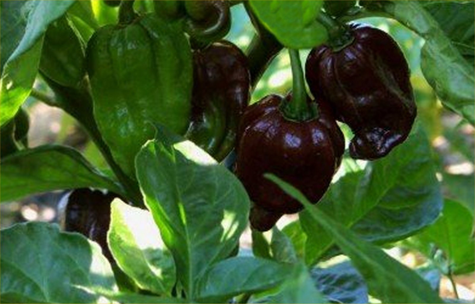 Chocolate Habanero  (Capsicum Chinense) 