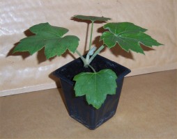 Tetrapanax (Tetrapanax papyrifer 'Rex')