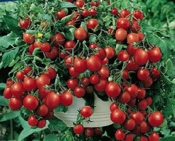 Tumbling Tom Basket Tomato