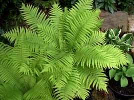 Ostrich Fern (Matteuccia Struthiopteris)