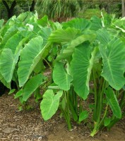 Colocasia Esculenta