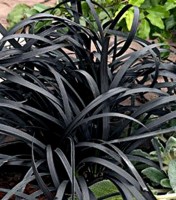 Ophiopogon (Ophiopogon planiscapus 'Nigrescens')