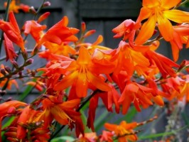 Crocosmia 'Venus' (Crocosmia (formerly Monbretia) 'Venus')