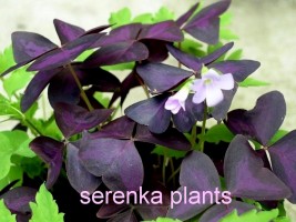 Purple shamrock (Oxalis triangularis)