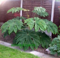 Tetrapanax (Tetrapanax papyrifer 'Rex')