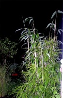 Bamboo (Pseudosasa Japonica)