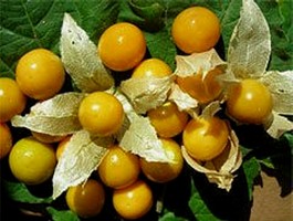 Cape Gooseberry (Physallis Peruviana)