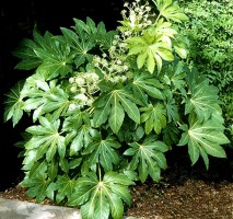 Japanese Aralia (Fatsia Japonica)