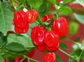 Scotch Bonnet Chilli (Capsicum chinense)