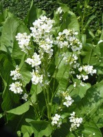 Horseradish (Armoracia rusticana)