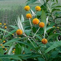 Buddleja globosa (Buddleja globosa)