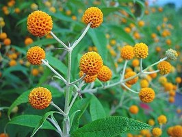 Buddleja globosa (Buddleja globosa)