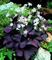 Purple shamrock (Oxalis triangularis)