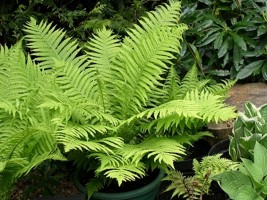 Ostrich Fern (Matteuccia Struthiopteris)