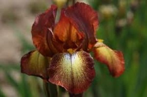 Iris 'Kent Pride' (Iris germanica 'Kent Pride' )