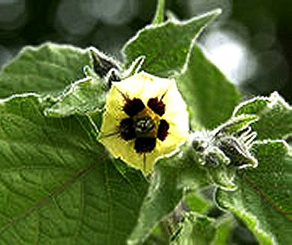 Cape Gooseberry