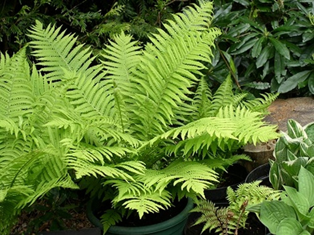 Ostrich Fern  (Matteuccia Struthiopteris) 