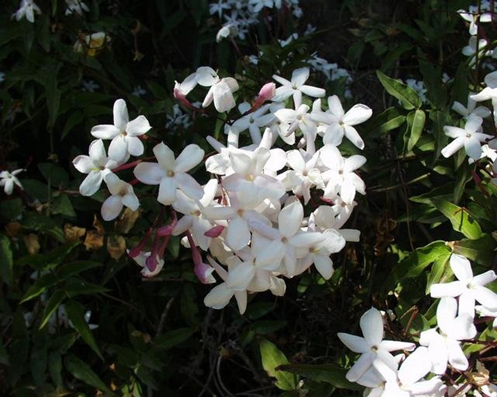 Jasmine  (Jasminum Officinale) 