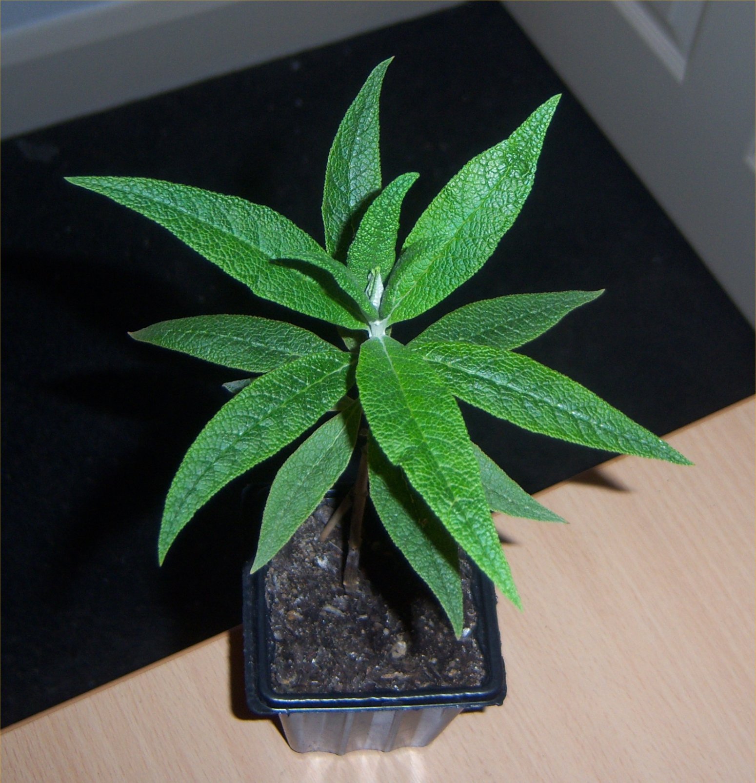 Buddleja globosa